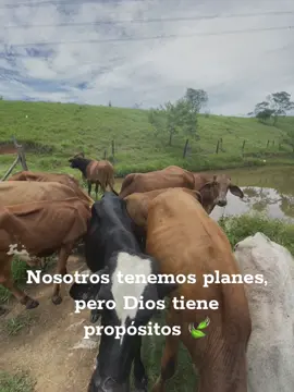 🐮🐄