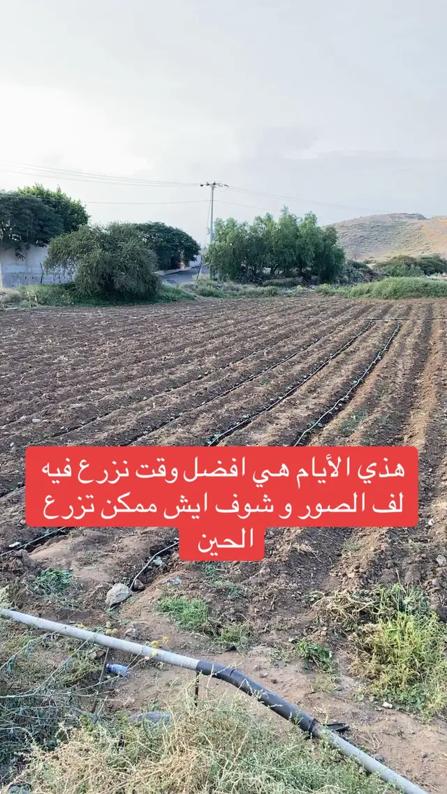 الموسم الزراعي بلش تابع وشف ايش ممكن نزرع حاليا #نباتات #نباتاتي #زراعة #ماليخلق_احط_هاشتاقات #fup 