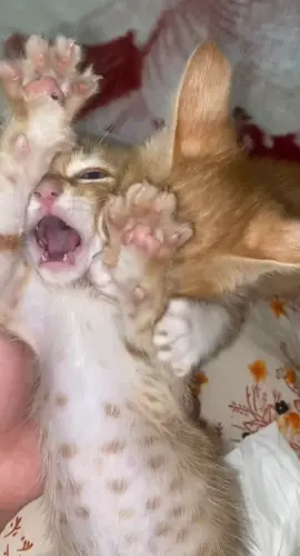 #funny #cat #meow #cutecat #pioressituaçõessemarcondicionado 