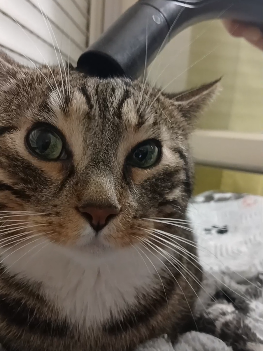 L'extracteur pour chat et toujours opérationnel !  #extracteur #chat #tete #aspiration 