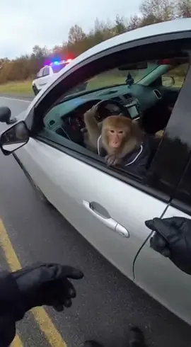Monkey and police #monkey #sora #ai #police 