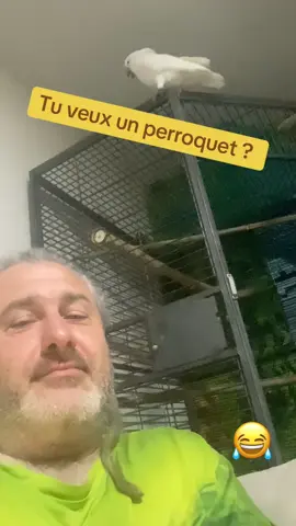 T es sur que tu t’es assez renseigné pour vouloir un perroquet ?      Notifie quelqu’un qui a un perroquet. #pourtoi #foryou #oiseaux2france 