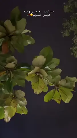 ما كنك إلا ضي وسط ليل عتيم😔🥀