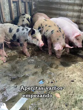 🐷🐖 #porcicultura #cerdos #agropecuaria 