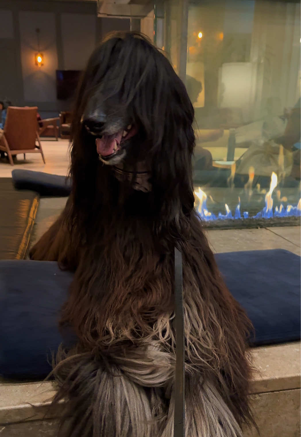 Spyhouse with my favorite beezaboys❤️ #spyhouse #minneapolis #afghanhound #coffeeshop 