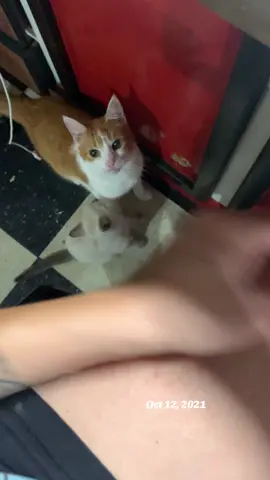 #onthisday I miss her!! #petloss #cats #fyp #catsoftiktok 