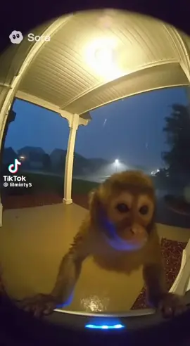 MONKE AT DOORBELL 3 (SORA)