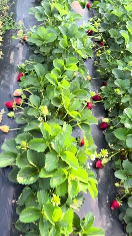 Morangos 🍓  #safra2025 #meninadoagro🚜🇧🇷🤠♥️🤝 #morangos #agro #agronomia 