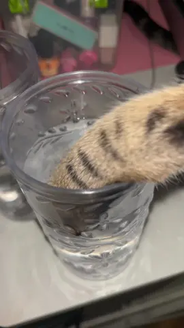 They always got a paw in my drink and NO I DONT DRINK AFTER THAT CAUSE EWW #CATS #CATTOK #EW 