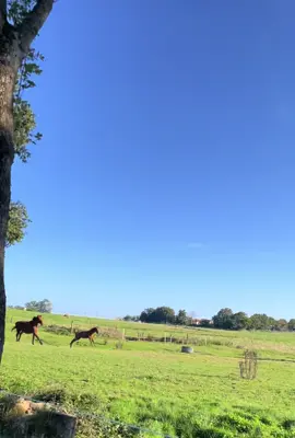 🐴 Un moment simple du quotidien… Chaque matin et chaque soir, ce petit spectacle rappelle à quel point le cadre ici est paisible et vivant 🌾 👉 Il reste quelques places disponibles en #pension #pré : • Élevage • Jeunes #chevaux • Retraités Un environnement calme, spacieux et pensé pour le bien-être des chevaux. 📍 Le #bonheur, tout simplement.