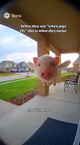 When Pigs Fly  #pigs #piglet #sora #fypシ #fypage 
