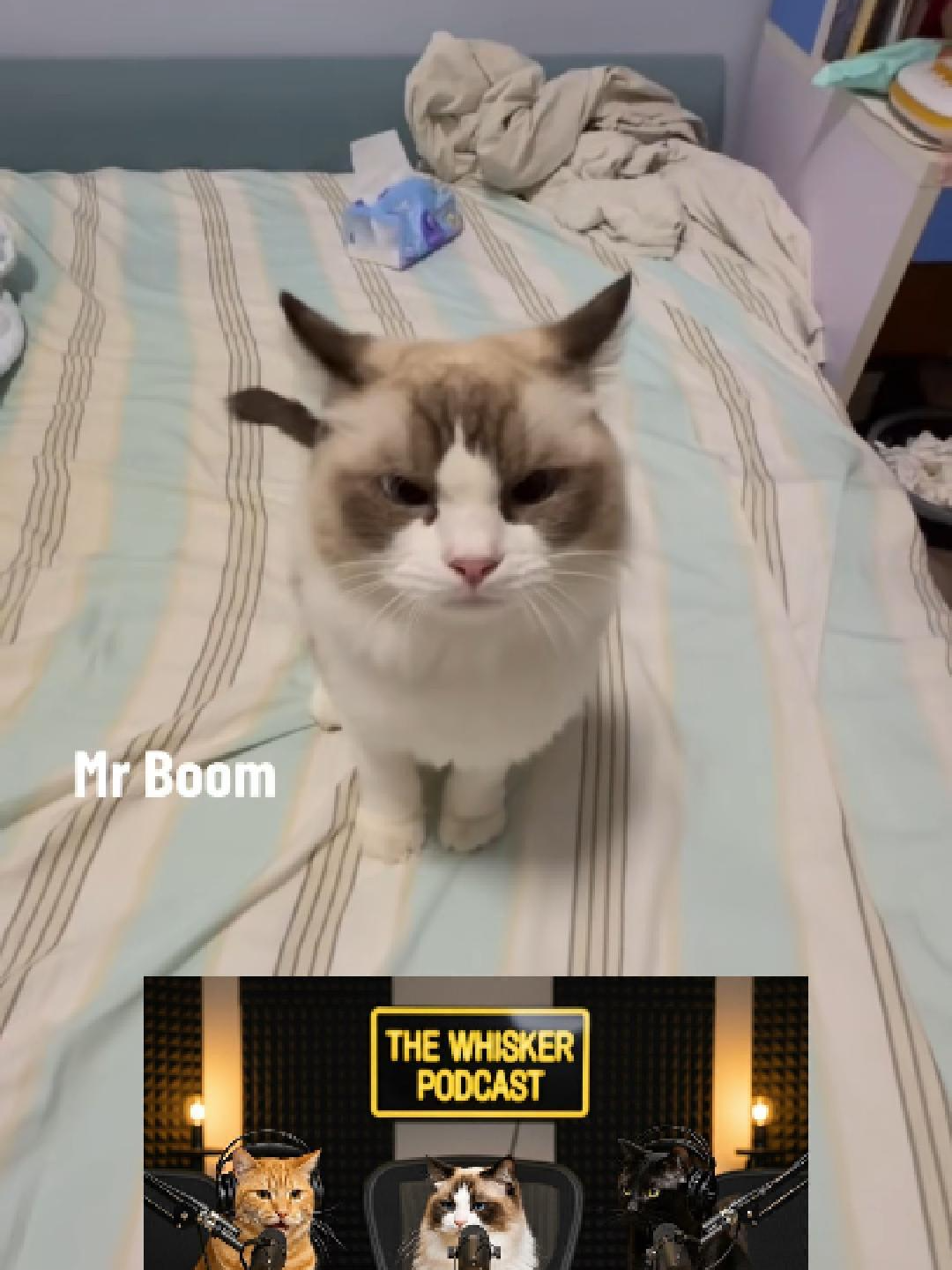 The Cat Who Says BOOM🐱 #ai #mrboom #funnycats #podcast #fyp