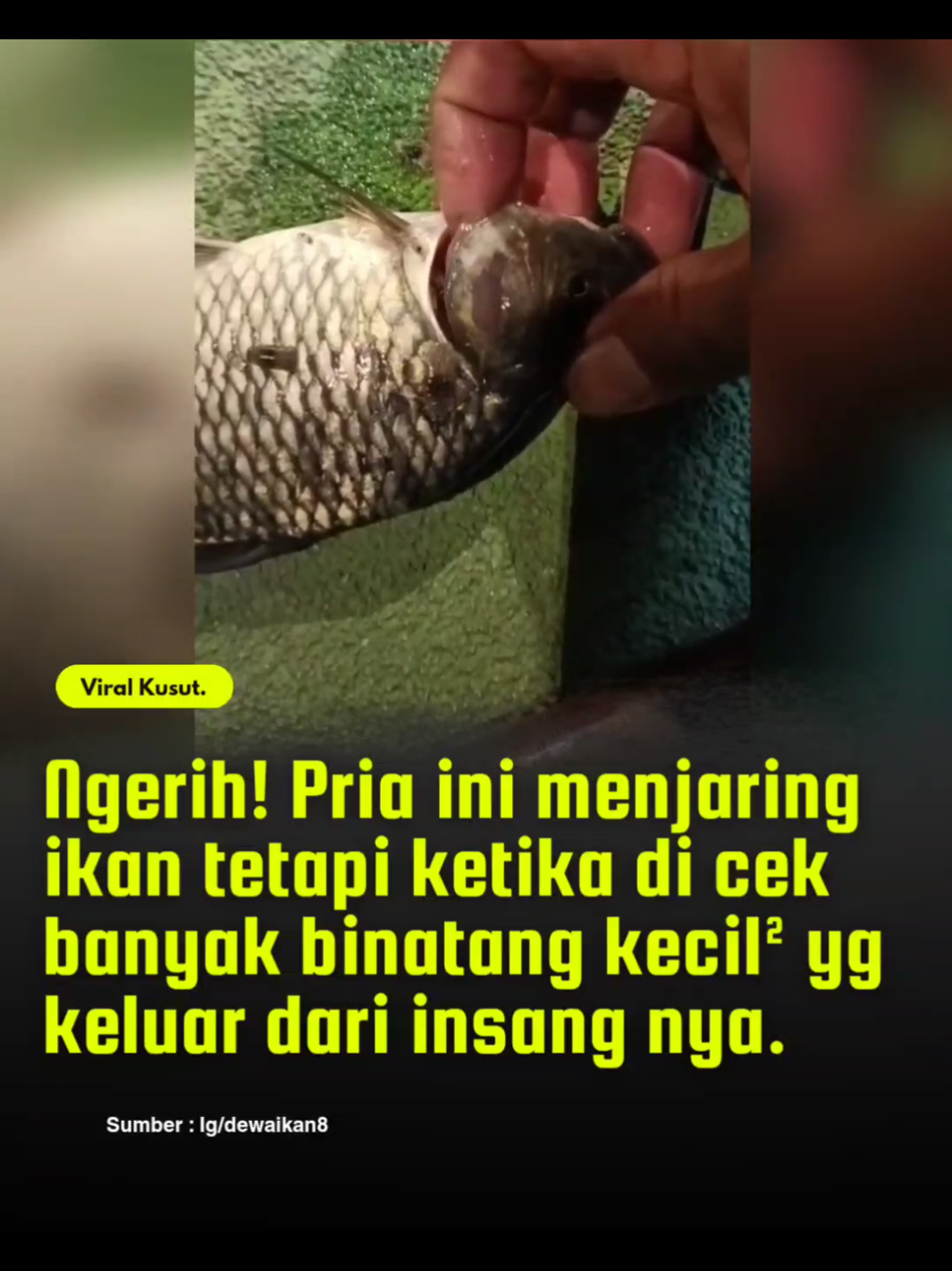 Hati² yg punya hobi mancing, baiknya di cek dulu insang nya.   #ViralKusut #KasetKusut #BeritaViral #mancingmania 