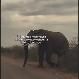 dadn ogahy. . . #fyp #foreyou #somalitiktok #lander 