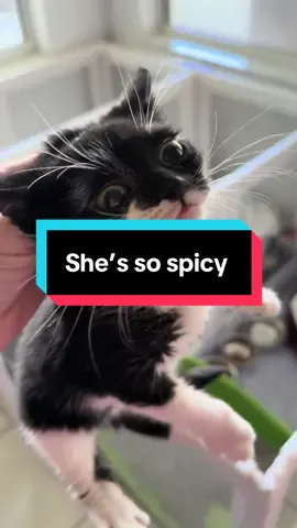 Newest foster…this is right after she screamed her head off because another kitten looked at her.  Spice level - 🌶️ 🌶️ 🌶️  #kitten #fosterkittens #fosterkittensofttiktok #adoption #cat 