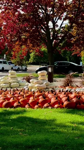#autumn #autumnvibes #october #fallincanada #foryou 