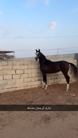 #كسبلور #الدهمي #خيل#فرس#جمال