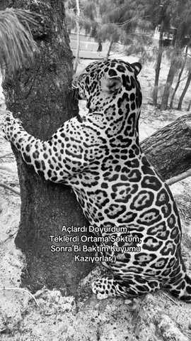 #leopard #keşfet #viral #foryou #trending