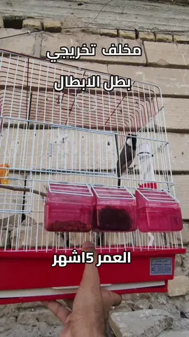 #بلابل_العراق_الحبيب #بلبل_بغداد🎤🐤 #بلبل_عراقي_ابيض_الخدين #بلابل_العراقيه #بلبل 