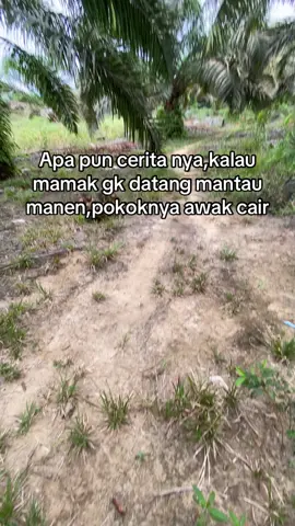 Saya: toke jangan lupa buat dua nota ya😂😂#infohargasawit 