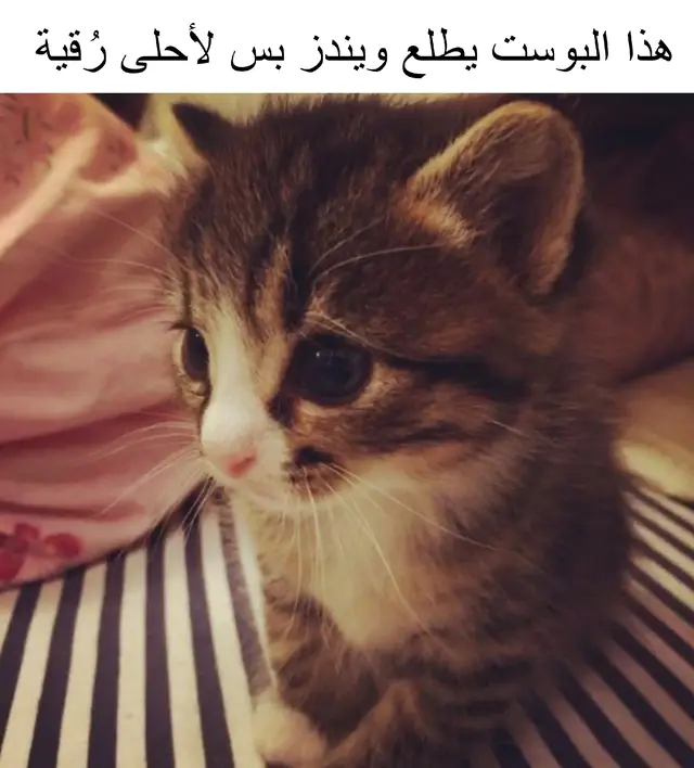 #explore #fyp #foryou #tiktok #viral 