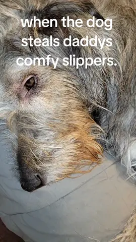 #tiktokshopcybermonday #tiktokshopblackfriday #tiktokshopcreatorpicks #heydudeshoes #heydudepartner 