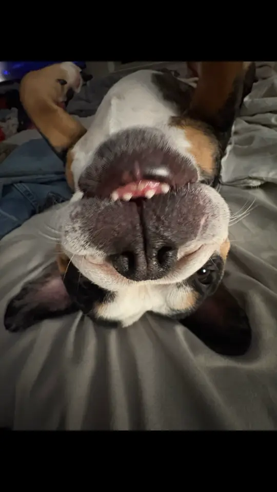 Sometimes, life just needs a little upside-down perspective 💞 Meet Foxie — the queen of wrinkles, the master of naps, and the undisputed ruler of chaos and cuteness. 🐶 Whether she’s snoring on her back, demanding belly rubs, or giving her signature side-eye, this little bulldog knows exactly how to make every day better.#dogsoftiktok #englishbulldog #trending #pets #fyp 