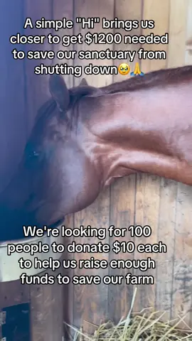 Every kind comment would mean a world to me #horses #shelter #sanctuary #animalsoftiktok #horselovers