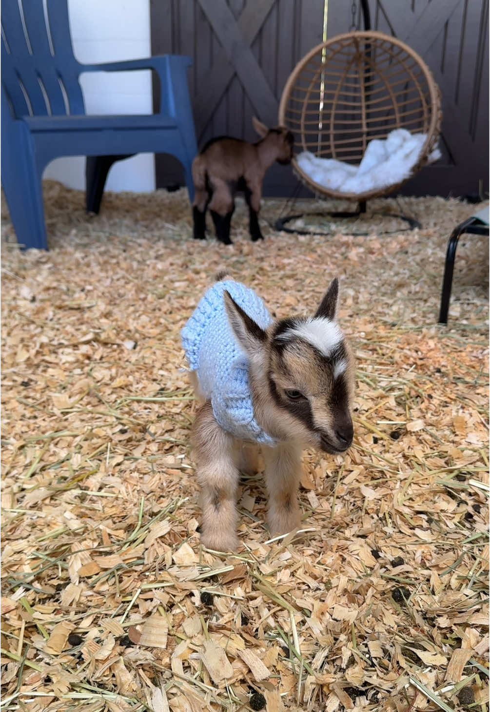 Alfie is feeling a little more stylish than his brothers🤭🐐 #babygoat #dwarfgoat #tampa