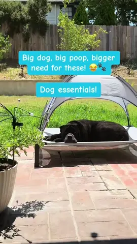 Don’t be a shitty dog owner please! My shoes are begging you 🙃 #dogmusthaves #poopbag #dogownersoftiktok #canecorsoitaliano #italianmastiffcanecorso 