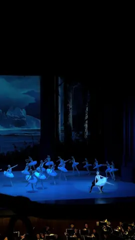 what a beauty 🦢 #swanlake #tchaikovsky 