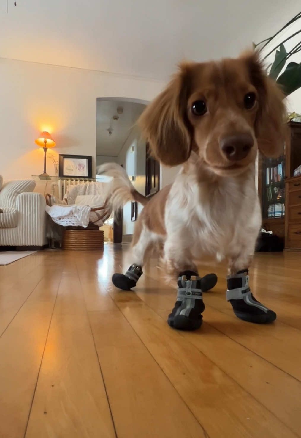 new boot goofin 🤠 #doggo #dachshund #hops 