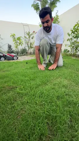 شلون تداري  ثيل حديقتك اذا يبس 