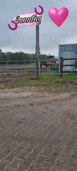 #liebe #liebezumpferd #arabianhorse #blackbeauty #dankbarfüralles #dankbarkeit #equestrian #equestrianlife #partbredarabian #blackhorse #mehrlebensqualität #offenstall #nature #viral_video #tik_tok #foryoupage #foryou #westernhorse #westerngirl #cowgirl #pferdemädchen #pferdeliebe #partbredarabian #blackhorse #follow #fyp 