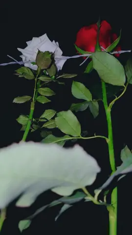 #الكل عند ليل بس كل واحد عتمته غير🥺#🥺💔 