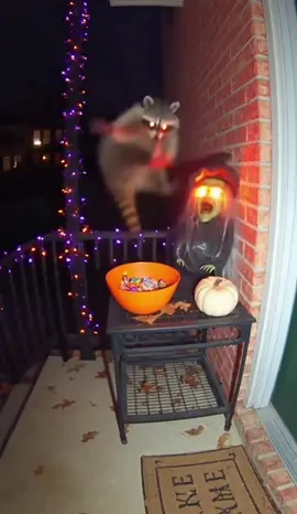 Poor thing just wanted some candy Recorded on a Wyze Cam V3, find it in the shop tab of my profile #animals #halloween #funny #raccoon #trickortreat 