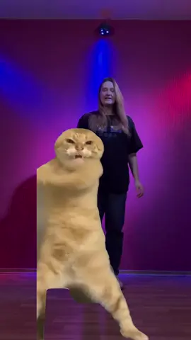 #dance #dancechallenge #dancecover #dancetrend #selebritcdt #selebrit #coverdanceteam #fyp #cdt #cat #meme #catmeme 