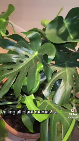 any help or something you notice that i dont please feel free to let me know! #monstera #plant #plantmama #gardening 