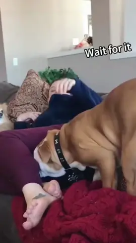 Farting on dogs 💨 #dog #funny  #pet #foryou #funnydog #funnyvideo 