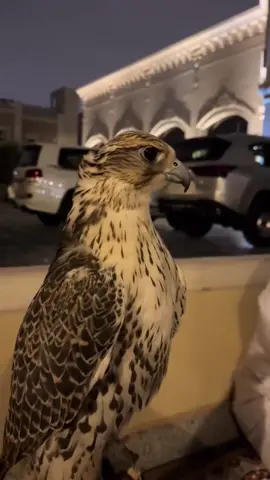 #الصقور  #صقر #بن_جدلان #ياهلا_وميه_هلا_يارحب_وميه_رحب 