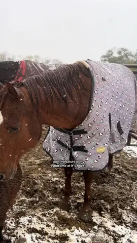 arab pony vs miniature pony is a dangerous combo #foryoupage #fypppp #fyyyy #14 #spam 