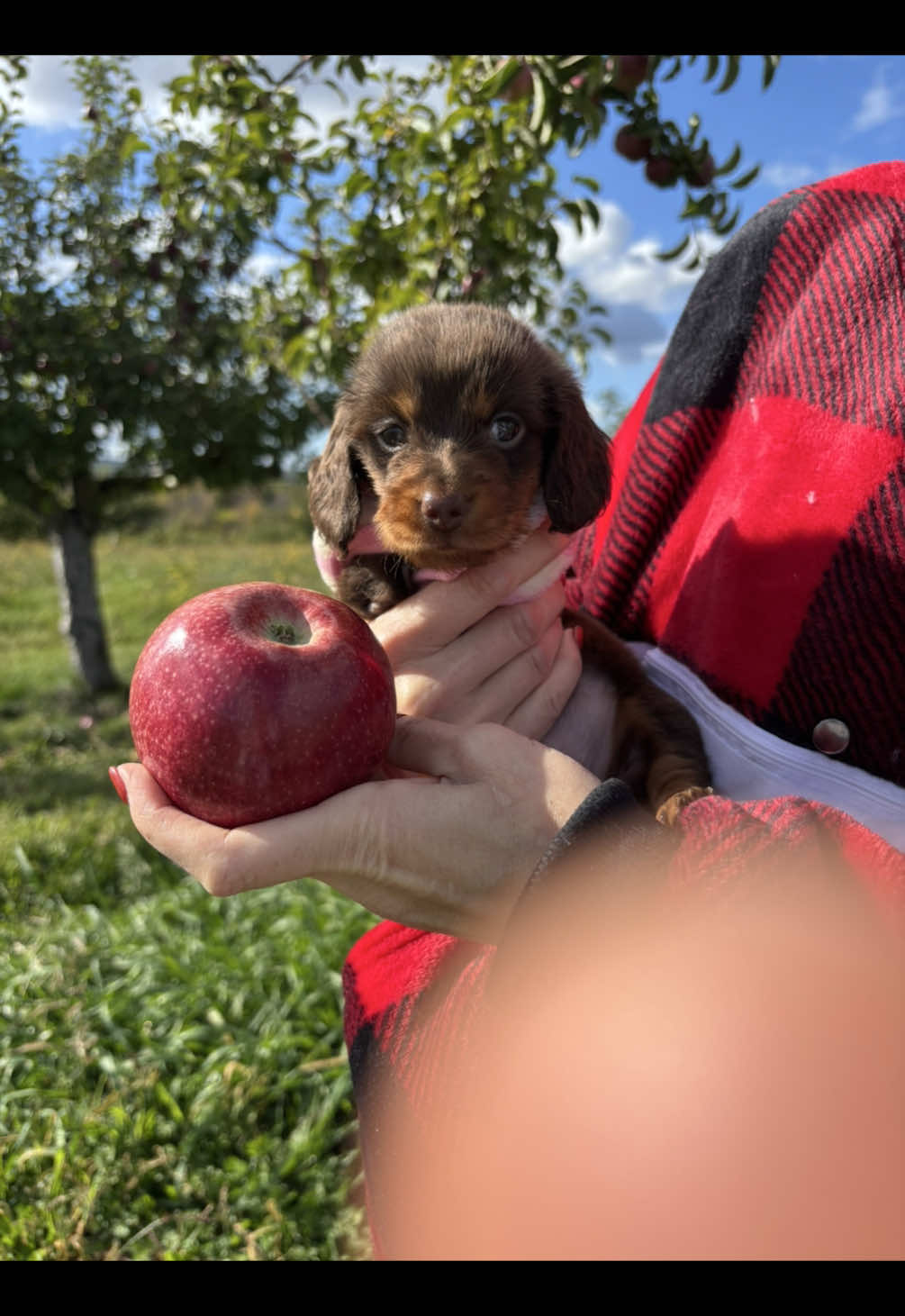 Matilda’s field trip to pick apples on a beautiful day!