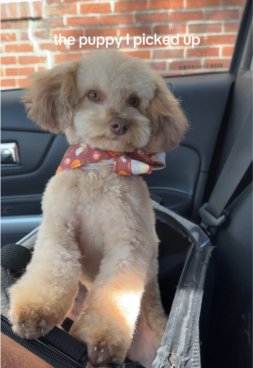 so fresh, so clean!🧼🐾🫧 #adorabledogs #minipoodle #puppytok #poodlesoftiktok #cutepuppy 