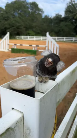 Barnyard adventures #tiki #barn #horse #ride #animals 