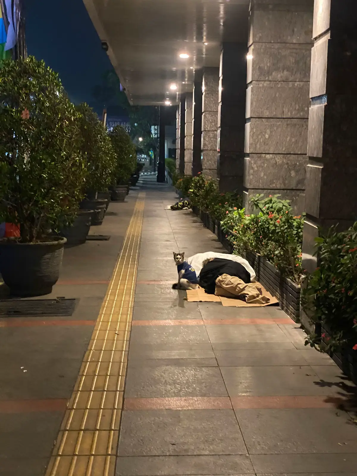 Ga sengaja ketemu ibu sm kucingnya , selama ibunya tdr kucingnya jagain trs huhu sweet bgt 🤍 aku ga kebayang mereka cuman punya satu sm lain .. ibu sehat2 ya meng nya juga sehat2 dan makasih meng dah temenin dan jagain ibuu 😭🤍🤍🤍🤍 #catslovers #bandung #braga #fyp 