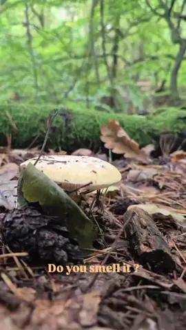 Just another walk for my stupid mental health 😉 October is the mushroom month. When you step into the wood you smell sth different- scent of mycelium.  For many years, I was completely uninterested in this change in the forest's scent, until three years ago I saw the beauty in bending down and watching various mushrooms pop up from the forest floor right after rain.  The biggest advantage of mushroom picking, besides the flavor, is that it makes me stop.  I'm here and now.  I think about nothing else but the sheer array of colors and shapes.  I recommend this form of self-therapy.🍄 #scent #toadstool #autumnvibes #mycelium #october 