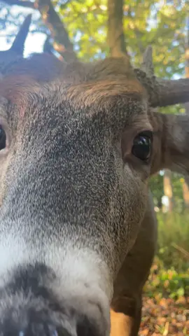 Hey Buddy!!!!   Urban Whitetail added a small split to his RG2, and a hole in his R Main.  Was rattling with his set from last year and he showed up🙂#wildlife #deer #Outdoors 