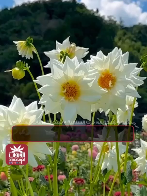 💐#الإخوان_المسلمون ليسوا من #الفرقة_الناجية 🎙 فضيلة الشيخ العلامة #عبدالمحسن_العباد حفظه الله 📥لتحميل التقويم: https://bit.ly/21-04-1447 📥 بدون التقويم: https://bit.ly/15-04-1445W 📲 تابعونا على مواقع التواصل الاجتماعي: 🔗 https://bit.ly/m/alwaraqat . . . . #شهر_ربيع_الآخر #شهر_ربيع_الثاني #ربيع_الآخر #ربيع_الثاني #عبدالمحسن_بن_حمد_العباد #الشيخ_عبدالمحسن_العباد #العباد #الشيخ_العباد #عبدالمحسن_العباد_البدر #البدعة #البدع #الدعاء #دعاء  #السعودية #الرياض #أهل_السنة_والجماعة  #الدعوة #التوحيد #الشرك #السلفية  #العلم