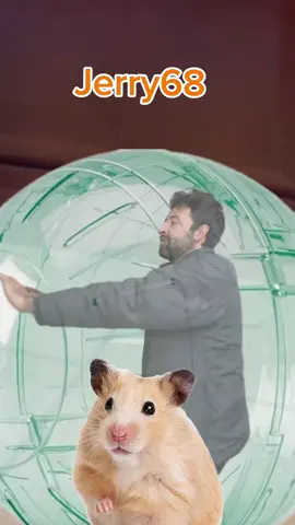 Recordando la primera aparición de Jerry 68, puede que se trate de el padre del Jerry actual por la diferencia de colores dentro del canon #perros #comedia #hamster #gatos #mascotas 