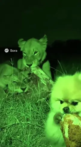 Golden Pomerania vs kfc #kfc #viral #fyp #dog #pomeranian 